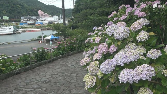 「早く復旧して開通して、来ていただきたい」線路への土砂流入で伊豆急行線の特急乗り入れ中止に 開幕直後の下田「あじさい祭」観光関係者は...|TBS NEWS DIG