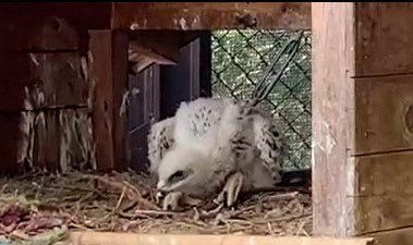 モフモフがかわいい!二ホンイヌワシのヒナ誕生!須坂市動物園で繁殖に成功 長野県内では初|TBS NEWS DIG