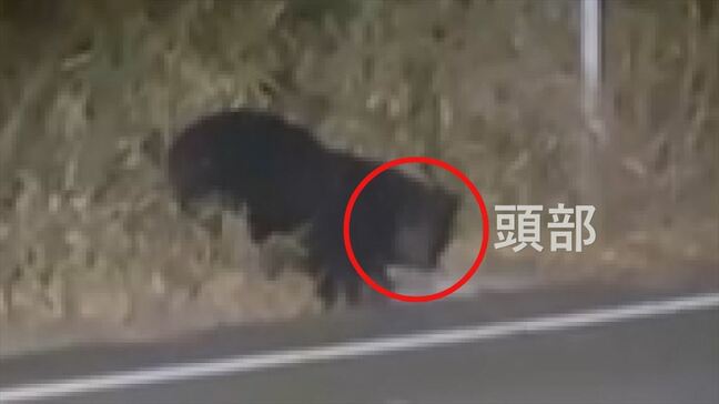 【連続画像】クマが道路沿いに出没 何かを食べていたか 体長約1メートル 近隣の学校は部活動を中止、下校時間を早める 山梨・北杜市|TBS NEWS DIG