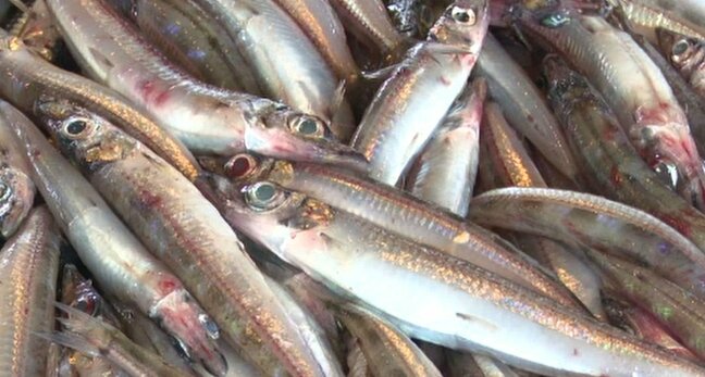 日本海で底引き網漁が解禁!3年ぶりに解禁初日の漁が可能に 石川県内の漁港に秋の味覚を積んだ漁船が続々と帰港|TBS NEWS DIG