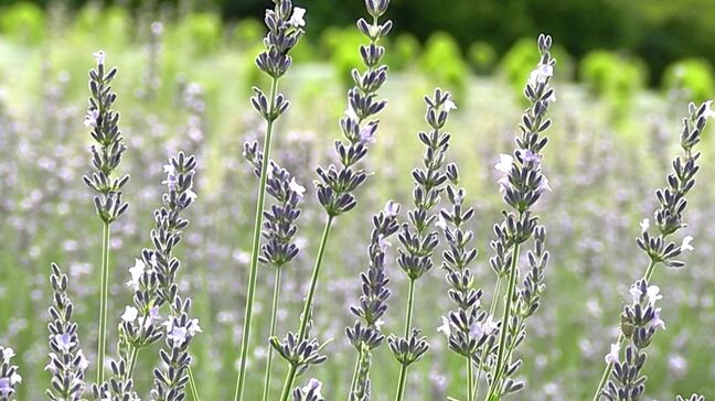 蒜山高原で約5000本のラベンダーが見ごろ　7月19日から摘み取り体験会も【岡山・真庭市】|TBS NEWS DIG