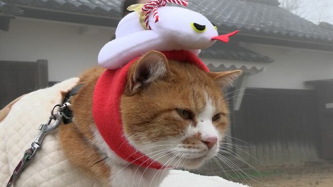 備中松山城の猫城主“さんじゅーろー”仕事始め 「へび」の被り物を付けてお出迎え【岡山・高梁市】|TBS NEWS DIG