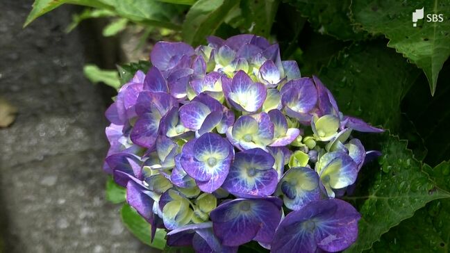 園児たちが群生地を歩いてアジサイ鑑賞 下田公園「あじさい祭」開催中 見頃は6月中旬=静岡・下田市|TBS NEWS DIG