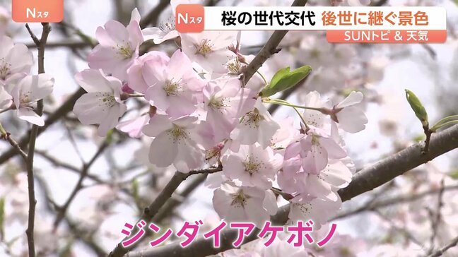 見頃迎える、長瀞の桜。桜の世代交代も進む【SUNトピ】|TBS NEWS DIG