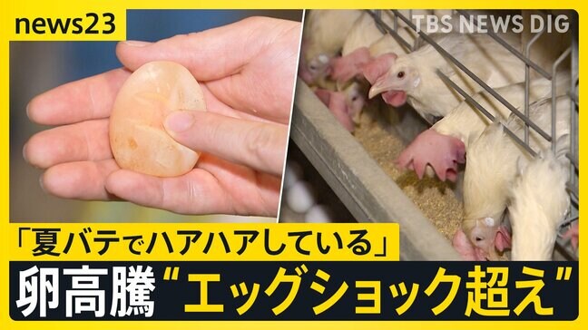 猛暑でニワトリも夏バテ「エッグショック超え」タマゴ高騰 エサ食べる量が減り“ブヨブヨの卵” 韓国では暑さで家畜100万頭以上が死ぬ【news23】|TBS NEWS DIG