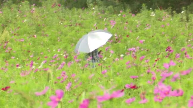 高原で一足早い秋を満喫！翠波高原で「コスモス祭り」愛媛・四国中央市|TBS NEWS DIG