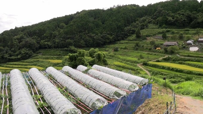 再生が進む久米南町の棚田のそばにブドウ刈りができる観光農園オープン　宿泊施設やレストランに併設【岡山】|TBS NEWS DIG