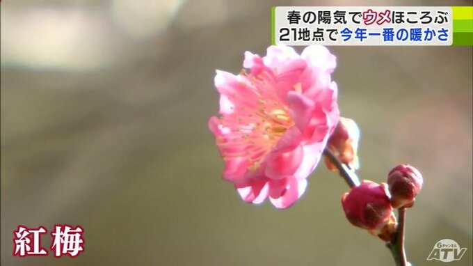 4月上旬～5月上旬並みの暖かさに　“春の陽気”でウメの花もほころぶ　21の観測地点で今年一番の最高気温を観測　青森県　|　青森のニュース│ATV NEWS│青森テレビ