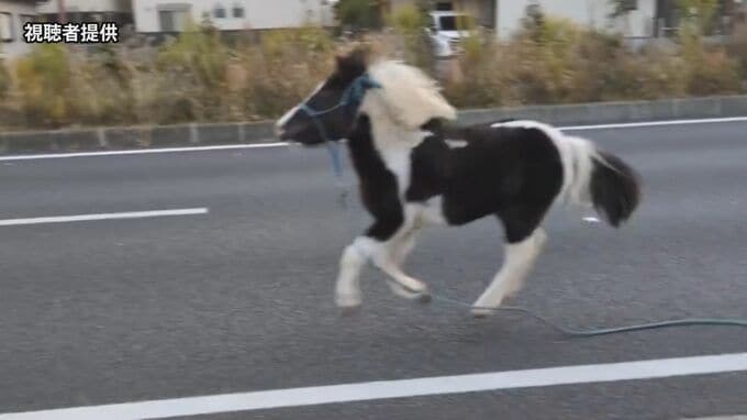 道路上にいたのは…馬！？平塚八幡宮の神馬が一時脱走　けが人なし　神奈川・平塚市|TBS NEWS DIG