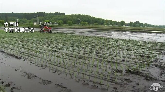 下北・三八上北に「低温注意報」発表　「やませの影響で少し寒い…」田植えをしたばかりの農家にとっても“心配の種”　気温差による体調管理や農作物の管理に注意を　青森県|TBS NEWS DIG