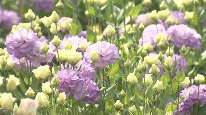 200万本以上を出荷！トルコギキョウ 最盛期迎える|TBS NEWS DIG