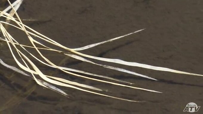 【詳報】満潮時の海水が逆流し水田に入った可能性　“塩害”とみられる被害の水田の11.6ヘクタールの稲が生育不良　青森県おいらせ町　|　青森のニュース│ATV NEWS│青森テレビ