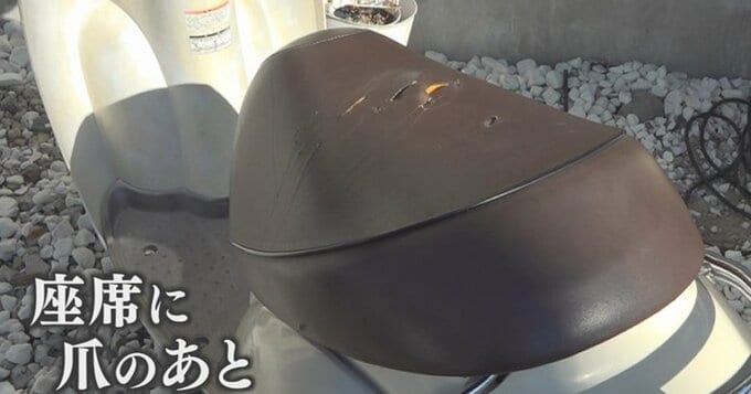 クマ遭遇の時は？動物研究家パンク町田さん「３つのポイント」クマと原付バイクで衝突　20代女性が語る恐怖|TBS NEWS DIG