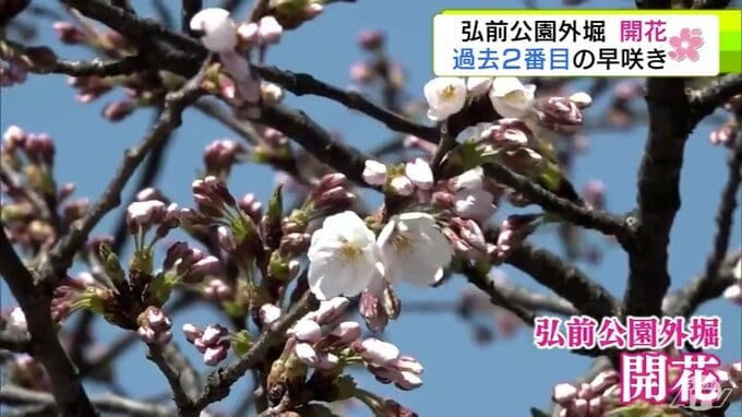 【詳報】「本当に春が来た」弘前公園の外堀でソメイヨシノの開花発表　過去2番目の早咲きに　「弘前さくらまつり」は史上最速の4月10日に開幕！　出店も急ピッチで準備「サクラを見る余裕もなくバタバタ」|TBS NEWS DIG