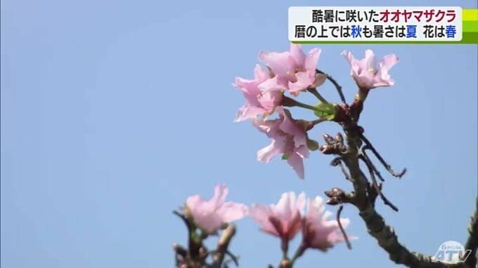 酷暑の中サクラ開花　暦は「秋」気温は「真夏」花は「春」狂い咲きの原因は？|TBS NEWS DIG