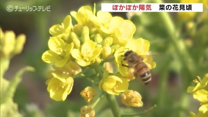 ぽかぽか陽気で菜の花見頃　日中は5月中旬並みを見込む　富山　|　富山のニュース｜天気・防災｜チューリップテレビ