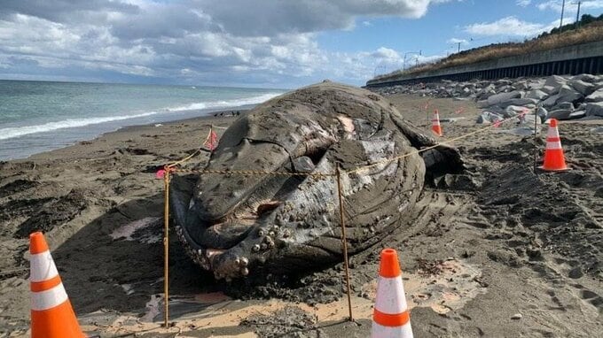 海岸に巨大な漂着物…体長７～8メートルのクジラの死骸打ち上げられる　19日朝にかけて漂着か　北海道興部町　|　北海道のニュース｜HBC北海道放送