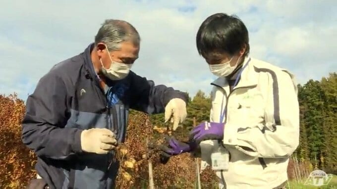 秋掘りナガイモの一部・出荷不適格「8月大雨被害今もなお」青森県七戸町|TBS NEWS DIG
