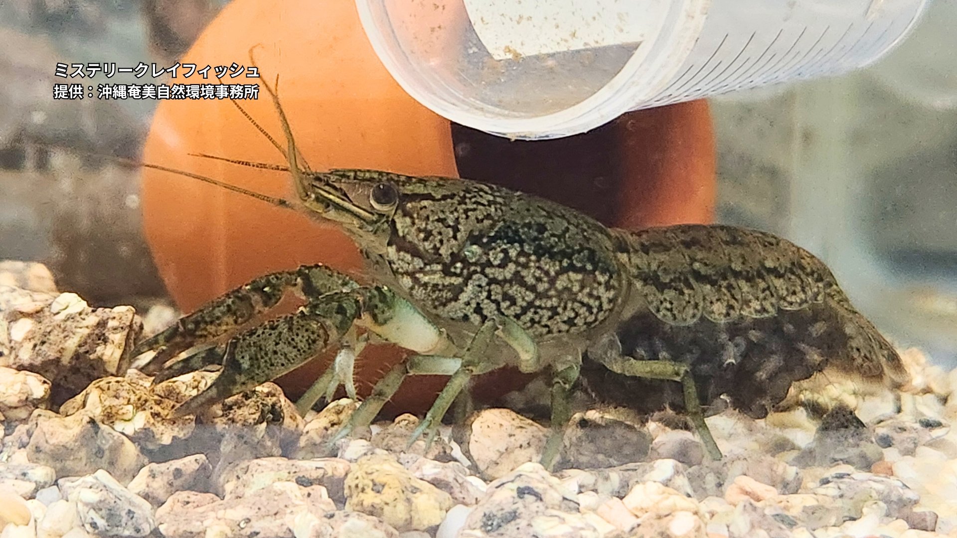 池の水全部抜くどころか… 泥を固めてコンクリートでフタ！ メスだけで