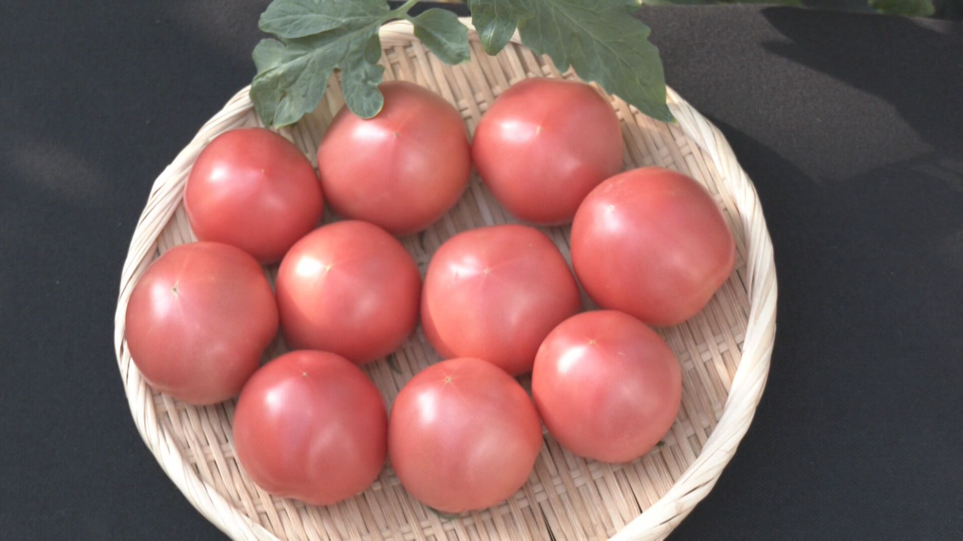 ｢桃太郎ネクスト｣を出荷 甘みと酸味のバランスが良い“ハウス栽培”のトマト 愛知・碧南市