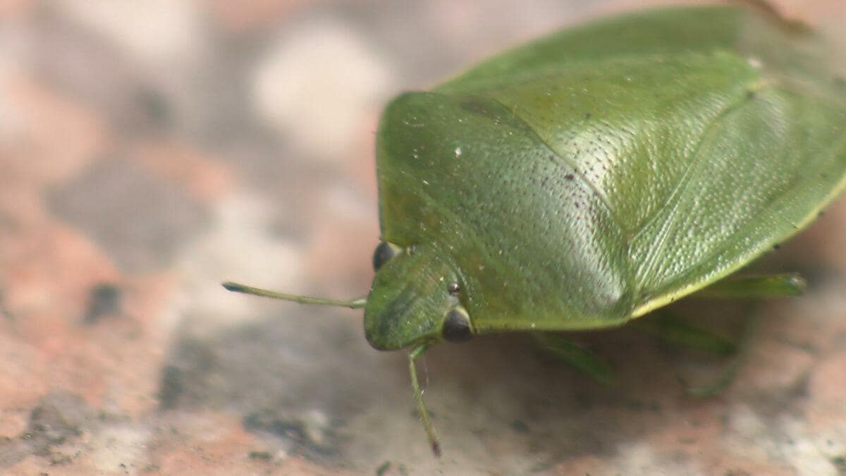 春なのに大量発生の「カメムシ」近寄らせぬためには『照明を蛍光