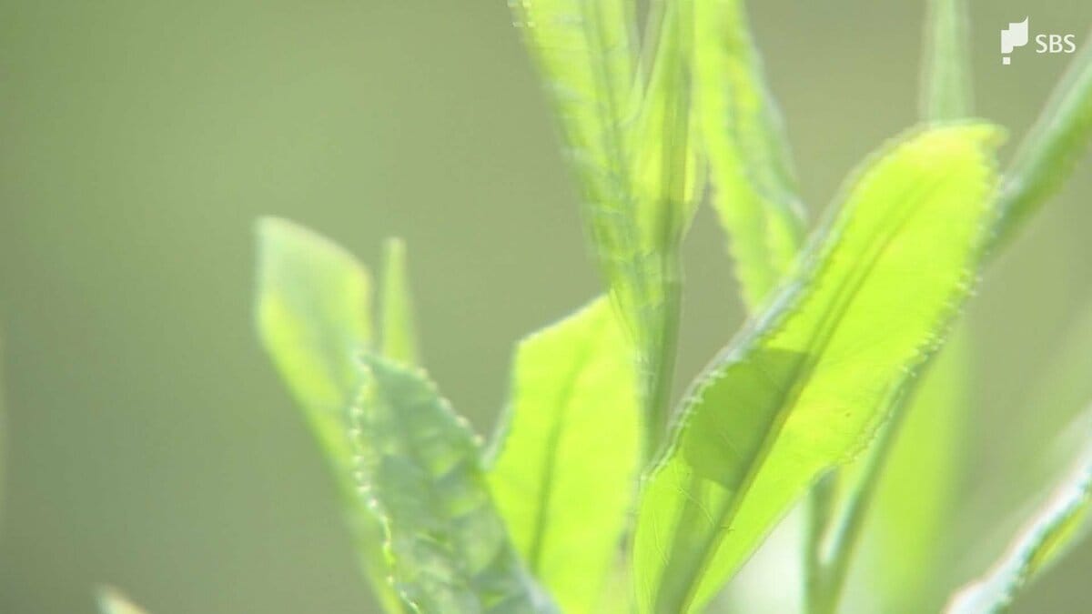 皇室献上茶の手摘みが行われた静岡県富士宮市