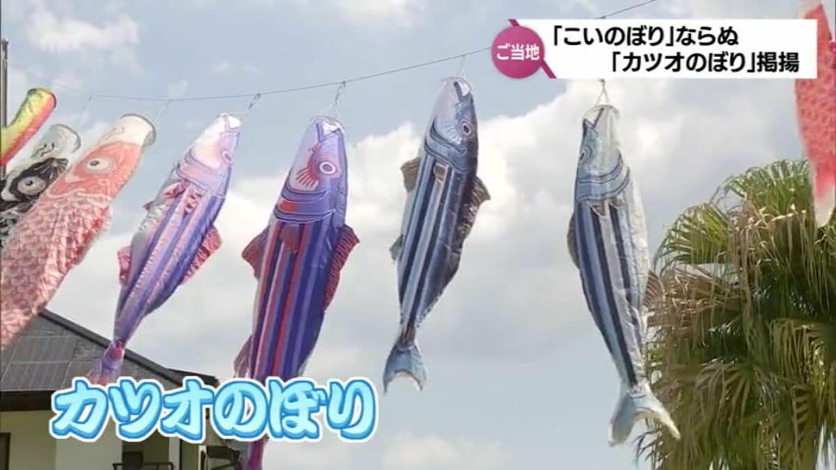 こいのぼり」ならぬ「カツオのぼり」 日南市南郷町のこども園で | MRT