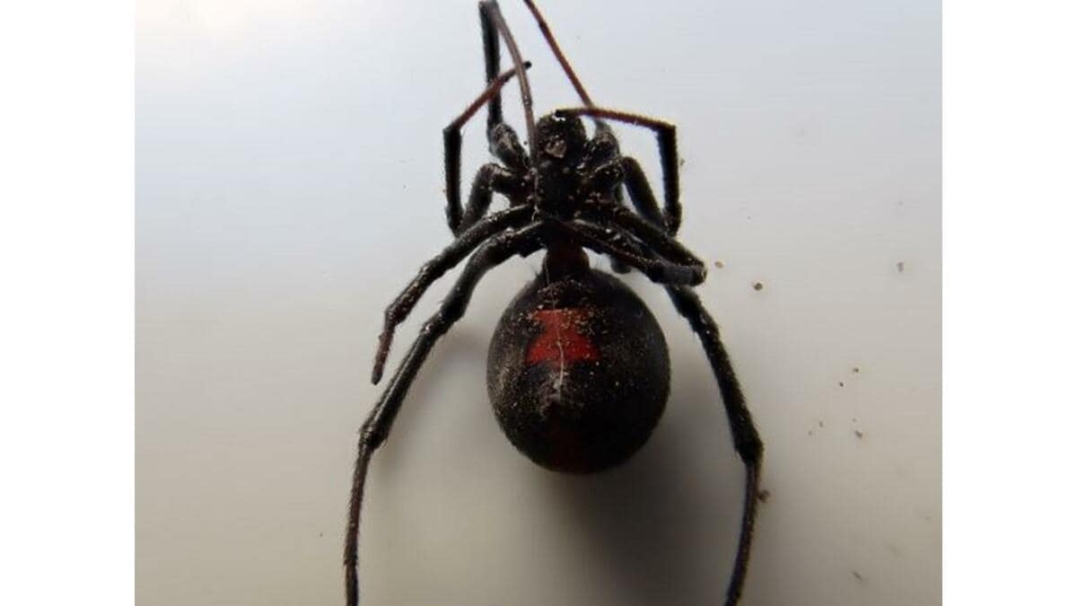 先生、セアカゴケグモがいます」 中学生が清掃の時間に毒グモを発見し