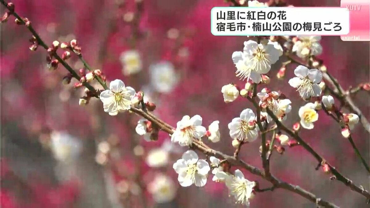 公園で“紅白の梅の花”見ごろ「車を降りた途端、すごく香りが良いなと