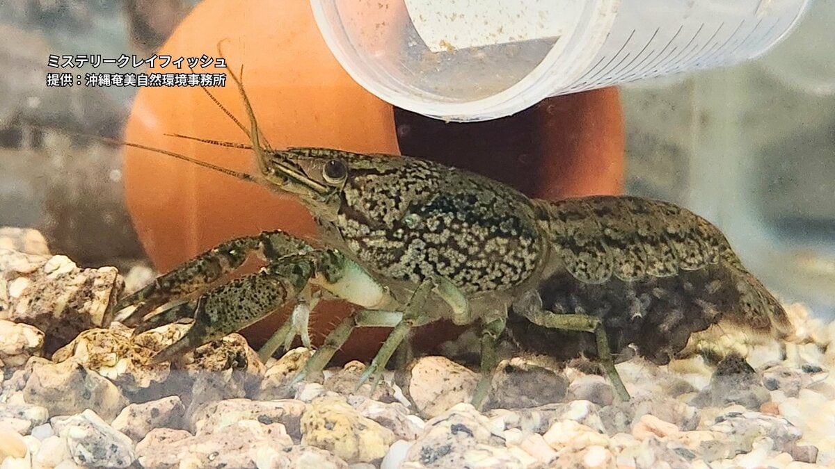 池の水全部抜くどころか… 泥を固めてコンクリートでフタ！　メスだけで繁殖する特定外来種のザリガニ防除に那覇市が本腰へ