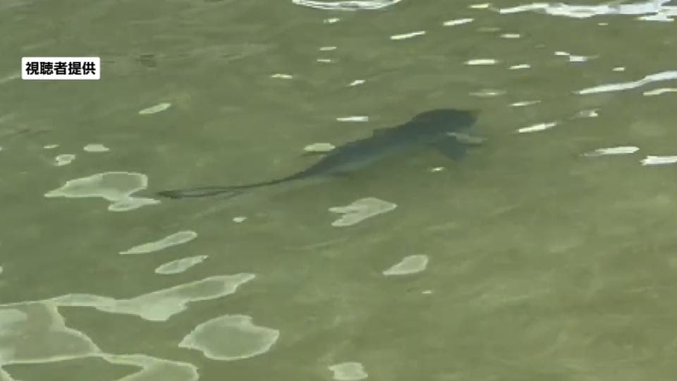 ビーチにサメ3匹現れ一時遊泳禁止に 小魚を追いかけ浅瀬まで回遊か  那覇市の波の上ビーチ