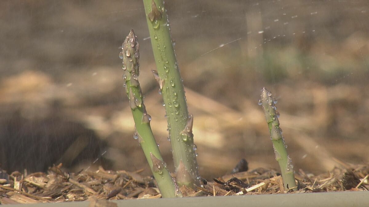 深刻な愛知の水不足… 節水のため自動車整備工場では“洗車機”利用停止に アスパラ農家｢水は命より大事｣ 