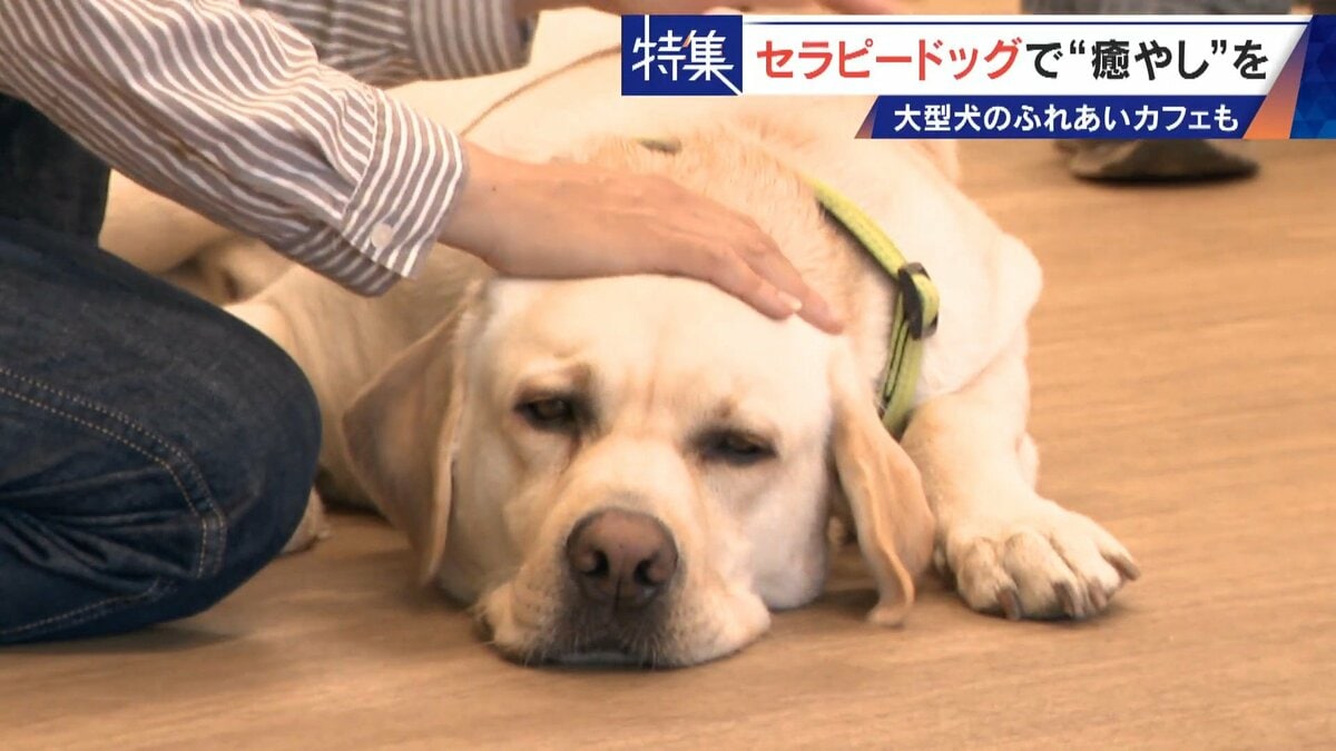 人を癒やす“セラピードッグ” 医学的にも研究される｢犬の力｣ 訓練所には大型犬のふれあいカフェも