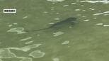 ビーチにサメ3匹現れ一時遊泳禁止に 小魚を追いかけ浅瀬まで回遊か  那覇市の波の上ビーチ|TBS NEWS DIG