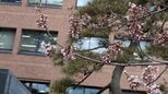 国の天然記念物・石割桜が開花 2025年より5日早い開花 今週末にも見ごろを迎える見込み 一方、北上展勝地は? 岩手|TBS NEWS DIG