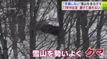「冬眠しないクマが1年中出回る可能性」専門家が注意呼びかけ　北海道や東北で目立つ冬眠時期なのに“クマ目撃”　すでに2025年に出没情報6件「これからは避けて通れない…」　|　青森のニュース│ATV NEWS│青森テレビ