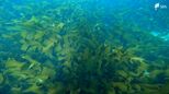「島国・日本はポテンシャルを十分に秘めている」“海の森”藻場がCO2の吸収源 脱炭素の切り札に【SDGs】|TBS NEWS DIG