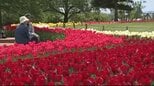 色鮮やかなチューリップが風に揺れて…信州・安曇野市「国営アルプスあづみの公園堀金・穂高地区」130品種26万球が見ごろ…500万本の菜の花や淡い水色のネモフィラも咲き誇る|TBS NEWS DIG