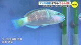 海の不思議 ユニークな魚 大集合　マリホ水族館　あすから「からふる展」　|　RCC NEWS | 広島ニュース | RCC中国放送
