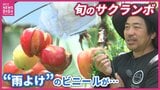 「判断が遅かった…」中東情勢でハウス資材が届かずサクランボに大打撃…三原の農園が「食べ放題」企画　広島　|　RCC NEWS | 広島ニュース | RCC中国放送