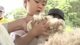 夏本番を前にふわふわのヒツジが衣替え・動物園で子どもが毛刈り体験 刈った後の姿は…3~4キロスリムに! | SBC NEWS | 長野のニュース | SBC信越放送