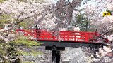 桜の名所のフォトスポットも化粧直し　弘前公園「下乗橋」の修復工事始まる　|　青森のニュース│ATV NEWS│青森テレビ