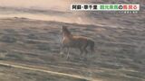 阿蘇・草千里に馬たちが戻る　野焼き後の黒い草原を駆け回る　|　熊本のニュース｜RKK NEWS｜RKK熊本放送
