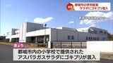 都城市の小学校で提供された給食のサラダにゴキブリが混入|TBS NEWS DIG