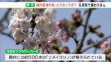 「4～5日早かった」見ごろまだ先も…桜の名所には多くの花見客の姿　静岡県内の開花状況は？|TBS NEWS DIG