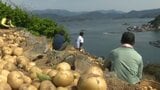 「耕して天に至る」 “国の重要文化的景観”の段畑でジャガイモ収穫 甘くホクホクした口当たり | 愛媛のニュース - Nスタえひめ|あいテレビは6チャンネル