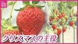記録的猛暑を乗り越えた“クリスマスの主役”　生産者は｢年々 イチゴ作りが難しくなった｣と苦悩　イチゴの収穫が本格化　広島|TBS NEWS DIG