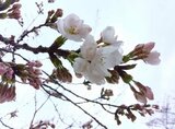【速報】上越市で桜の“開花宣言” 日本三大夜桜の高田城址公園 去年より1日遅く 新潟|TBS NEWS DIG