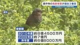 熊本県内の農作物「約6億8000万円分」が野生鳥獣の被害に　九州全体でヒヨドリの被害増加|TBS NEWS DIG