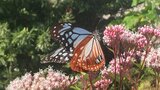 コスモスとソバの花が見ごろ 旅する蝶アサギマダラも飛来 大分・臼杵市 | 大分のニュース|OBS NEWS|大分放送